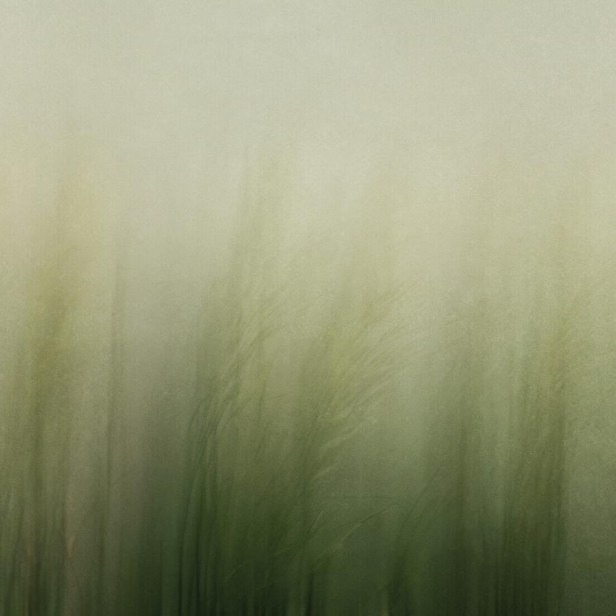 Reed faded Tapete von k'moor Walldesign mit zarten Gräsern in Grün-Beige, subtile Licht- und Schatteneffekte, luxuriöses Ambiente geeignet für Hotels und repräsentative Büros