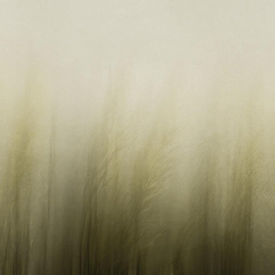 Reed golden Tapetenmuster mit filigranen Gräsern in gold-tönen; texturiertes Ambiente von k'moor walldesign, ideal für luxuriöse Innenräume und repräsentative Büros