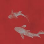 Imperial Koi Ruby: Zwei weiße Koi-Fische schwimmen vor einem kräftig roten Hintergrund, morgendliche Dynamik und klare Kontraste