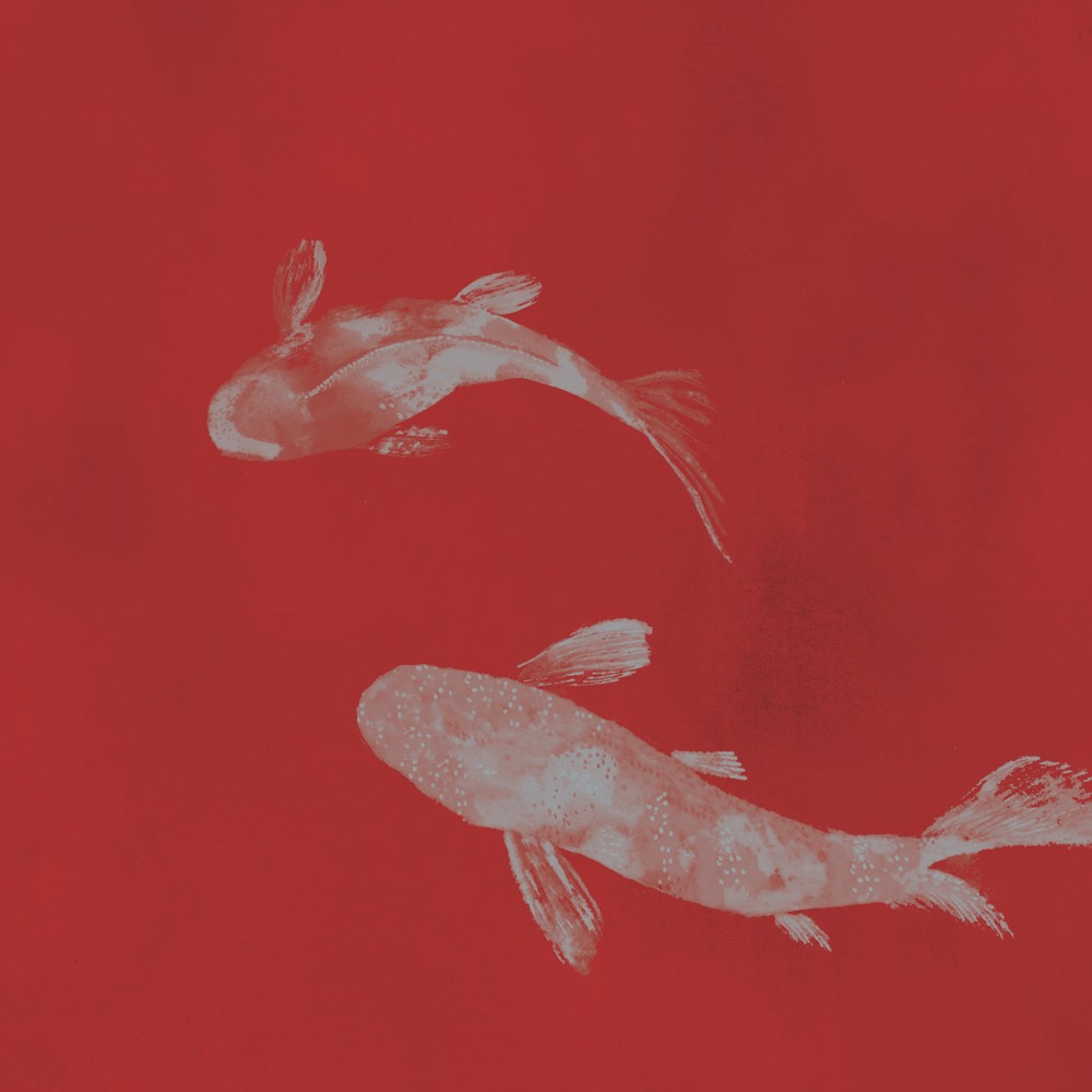 Imperial Koi Ruby: Zwei weiße Koi-Fische schwimmen vor einem kräftig roten Hintergrund, morgendliche Dynamik und klare Kontraste