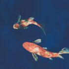 Imperial Koi-Fische in kräftigem Orange-Rot schwimmen vor tiefblauem Hintergrund; zwei farbenfrohe Koi mit weißen Flecken und glatten Schuppen