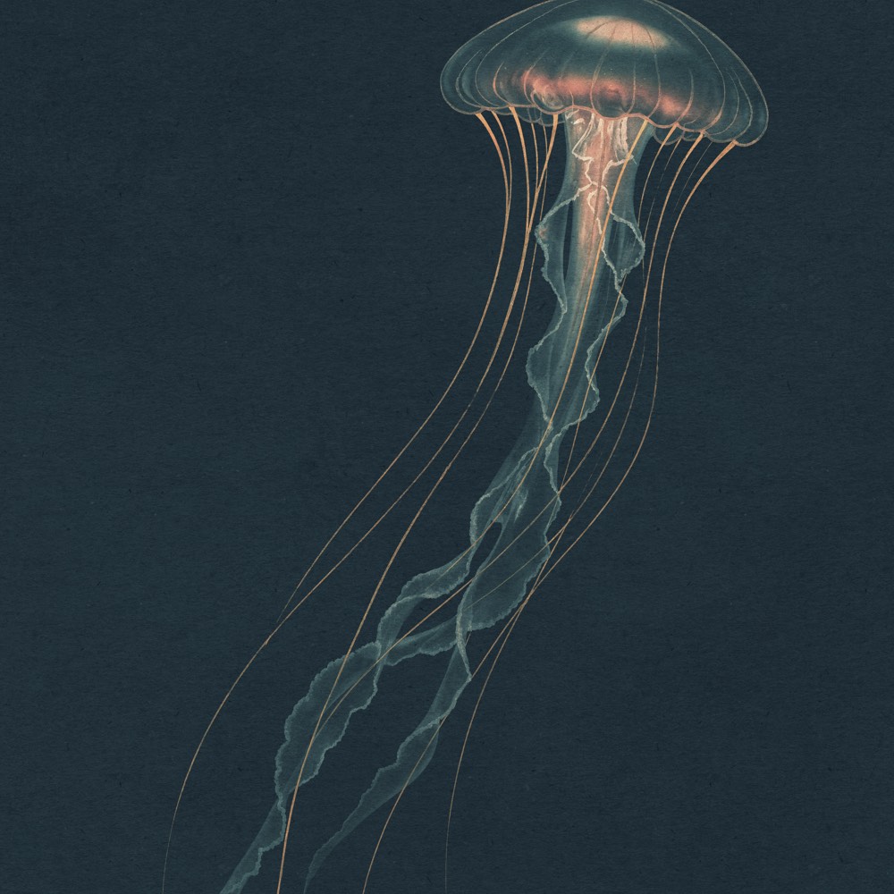 Eine leuchtende Qualle mit langen, feinen Tentakeln schwebt vor dunklem Blau und wirkt wie eine ruhige, maritime Illustration.
